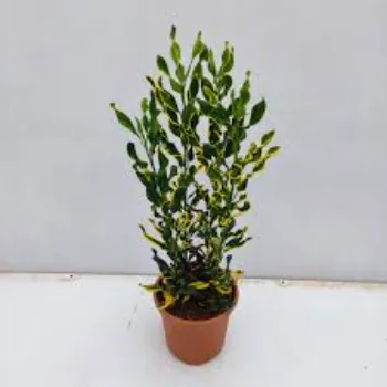 Natural Croton Plant